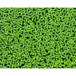 Wasserlinsen334_600x600