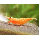 Garnelio-Garnele-orange-fire-sakura-sunkist-neocaridina-davidi-1