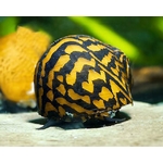 garnelio-schnecke-big-stripe-mosaik-rennschnecke-neritina-sp-2_430x430@2x