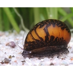 Neritina-variegata-9QQI4mgBjvtg9R_600x600