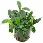 anubias-barteri-var-nana-aquaflora-pangolino-topf