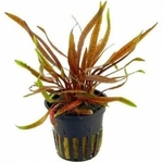 cryptocoryne-spiralis-tiger-in-pot-aquaflora-2