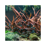 cryptocoryne-spiralis-red