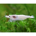 Garnelio-Garnele-Snowstorm-Zwerggarnele-Neocaridina-palmata_600x600