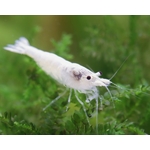 IMG-7840z-1_600x600