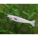 IMG-7866Z_600x600