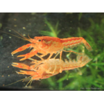 CPO_Cambarellus_patzcuarensis_orange