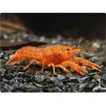 cpo_cambarellus_patzcuarensi_orange_1_600x600-2x_600x600