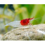 Red-Neck-Garnele-Neocaridina-davidi-02tbzaZWmi0PnWZ_600x600