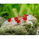 Red-Neck-Garnele-Neocaridina-davidi-03LGS7WmYQPtHts_600x600