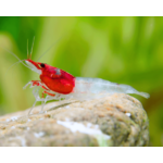 red-neck-1LiWlmSgkHoLch_600x600