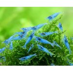 blue-jelly-garnele-01X304oI27OELLM_600x600