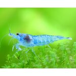 Garnelio-Garnele-blue-jelly-neocaridina-davidi-18rZfhgFfB73Op_600x600