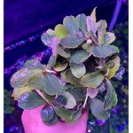 images-2