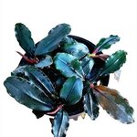 images-3