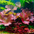 nymphaea-lotus-zenkeri-bulbe-tropica