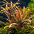 hygrophila-pinnatifida-tropica