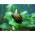 escargot-mangeur-d-algues-neritina-natalensis-neritina-zebre