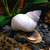 vivos-white-wizard-snail-filopaludina-martensi