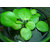 amazon-frogbit02