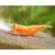 Garnelio-Garnele-orange-fire-sakura-sunkist-neocaridina-davidi-1