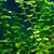 hydrocotyle-leucocephala-premium
