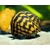 garnelio-schnecke-big-stripe-mosaik-rennschnecke-neritina-sp-2_430x430@2x