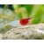 Red-Neck-Garnele-Neocaridina-davidi-02tbzaZWmi0PnWZ_600x600