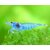 Garnelio-Garnele-blue-jelly-neocaridina-davidi-18rZfhgFfB73Op_600x600