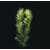 Ceratophyllum Demersum