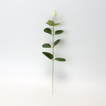 feuilles deucalyptus 0.3 (4)