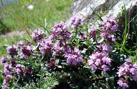 thym serpolet