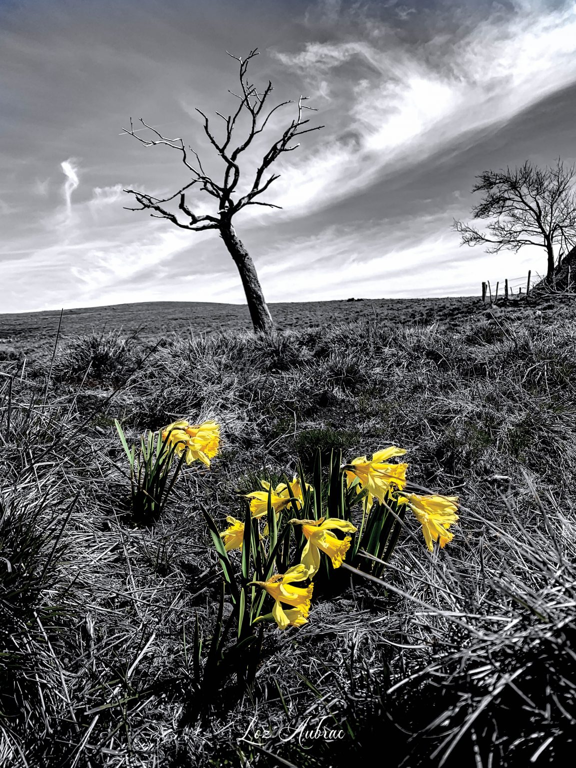photo printanière - Aubrac au printemps - Retour dAubrac