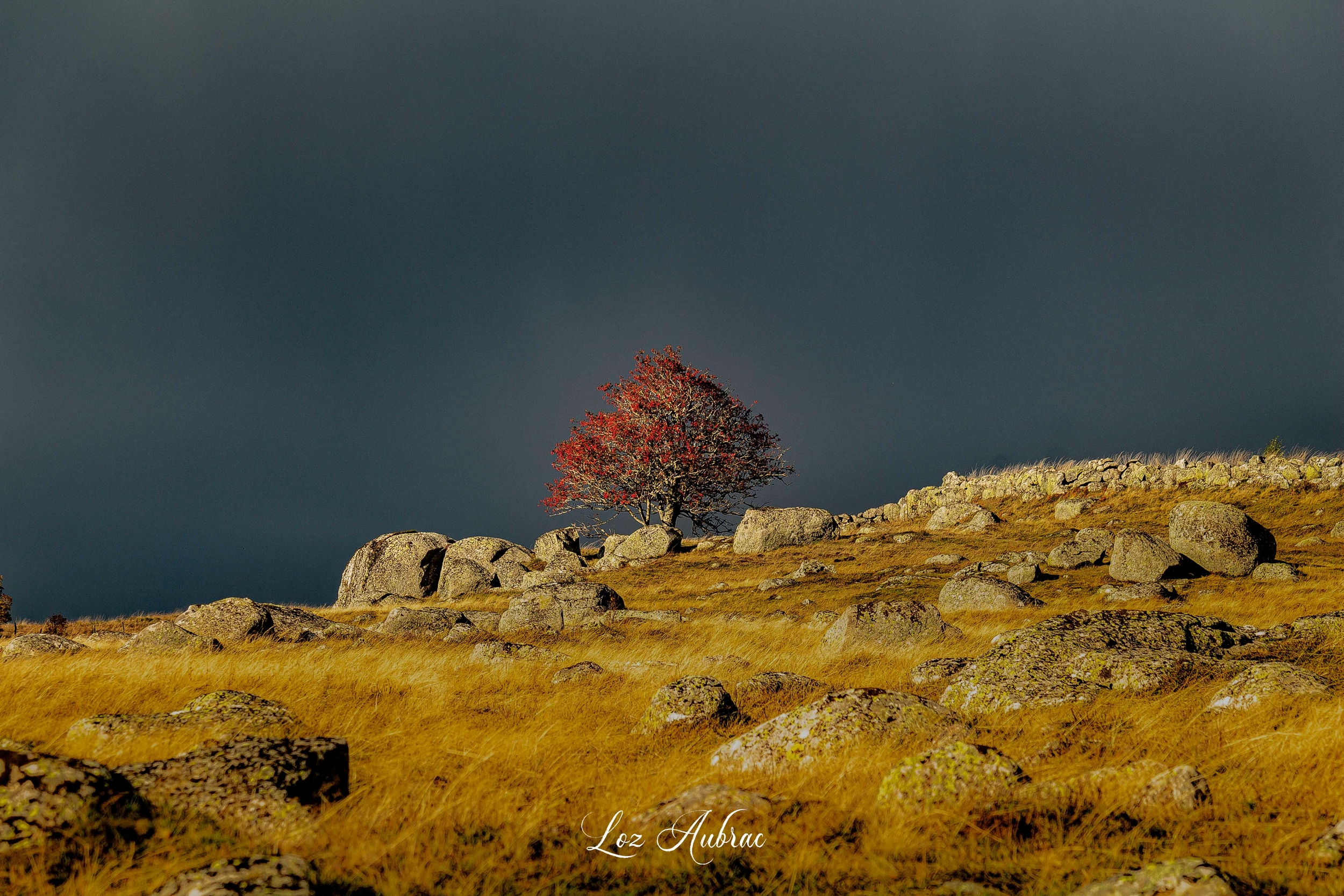 photo sorbier orage-Retour dAubrac