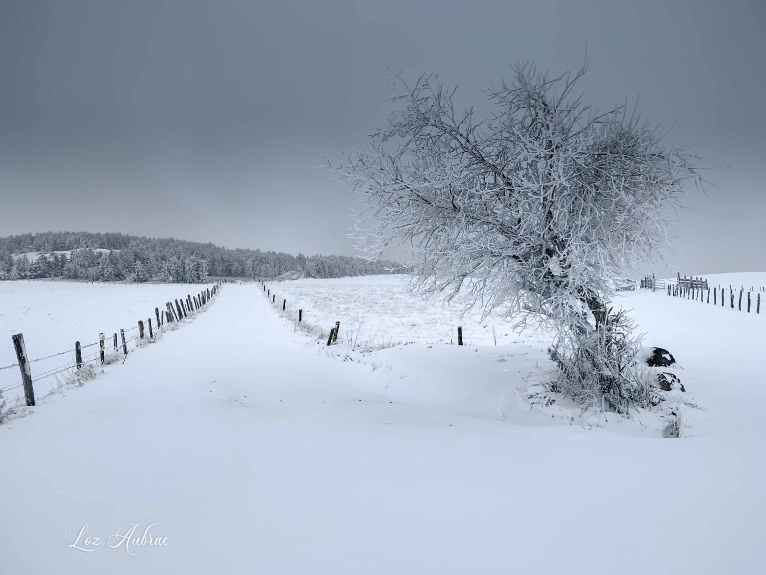 Photo à la croisée des chemins - Aubrac sous la neige-Retour dAubrac