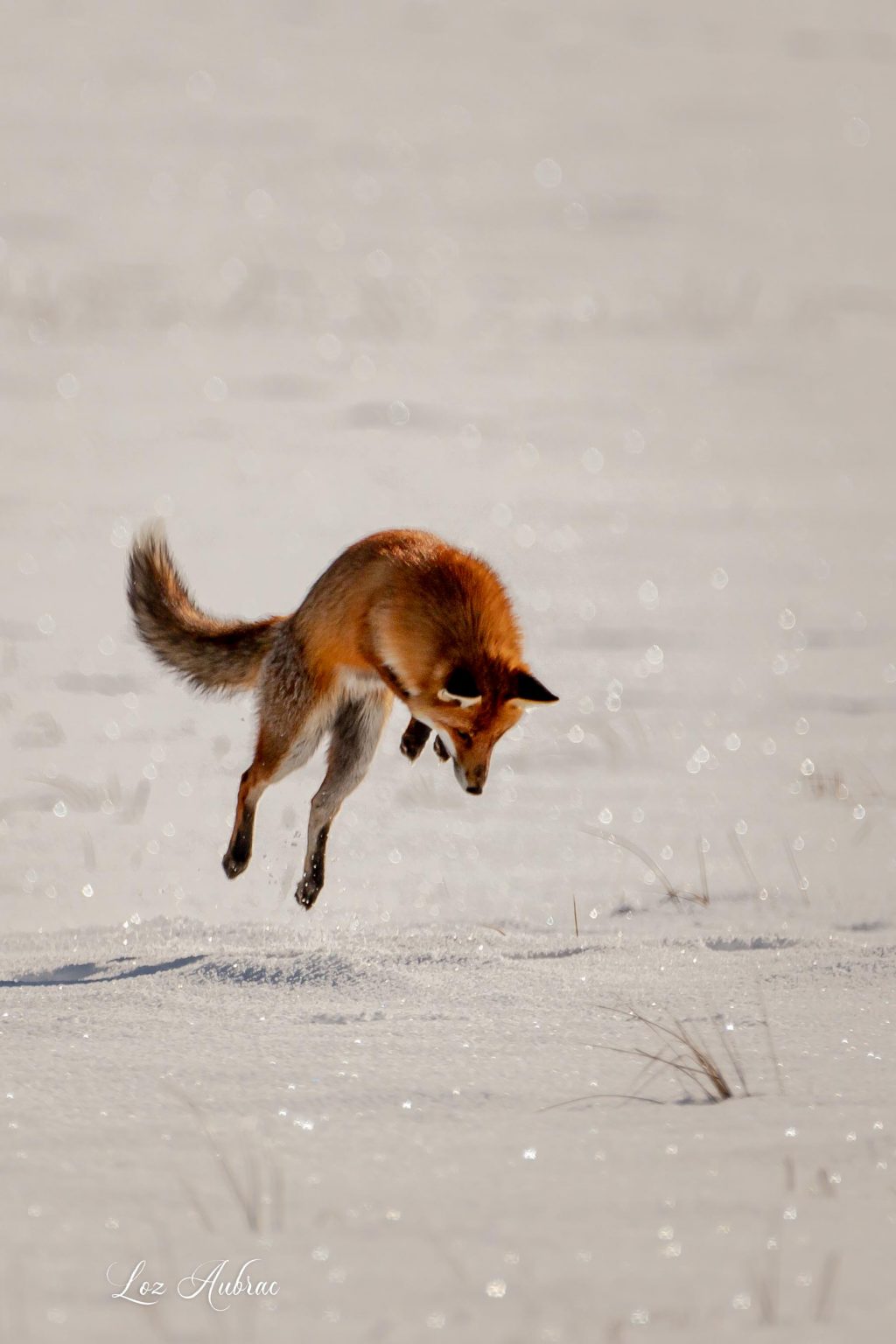 Photo Renard en chasse - renard sur Aubrac - Retour dAubrac