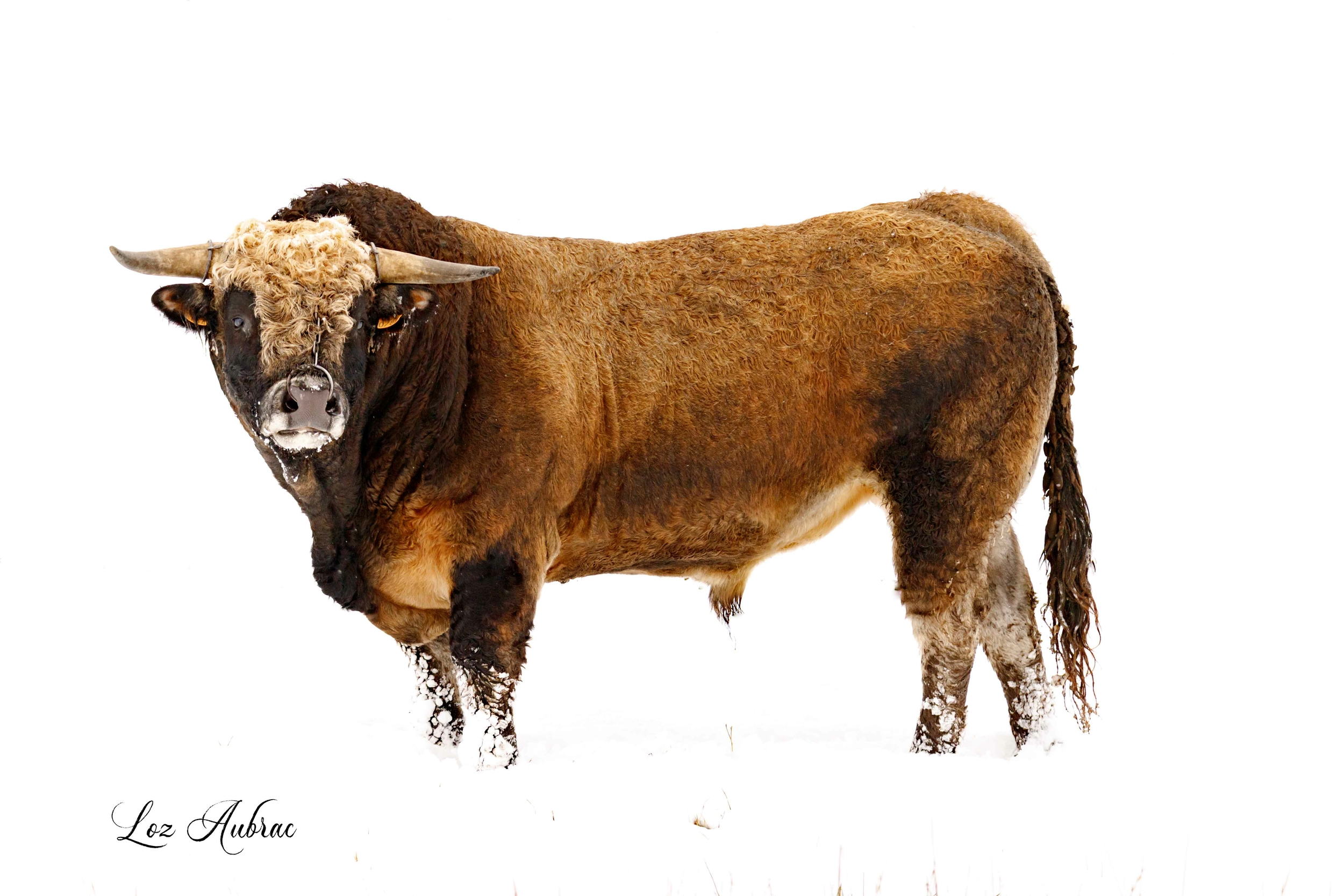 Photo taureau dans la neige - taureau Aubrac - Retour d'Aubrac