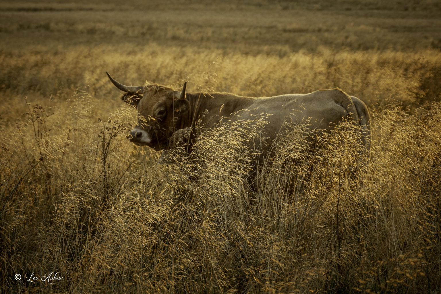 Photo vache en estive - vache Aubrac - Retour dAubrac