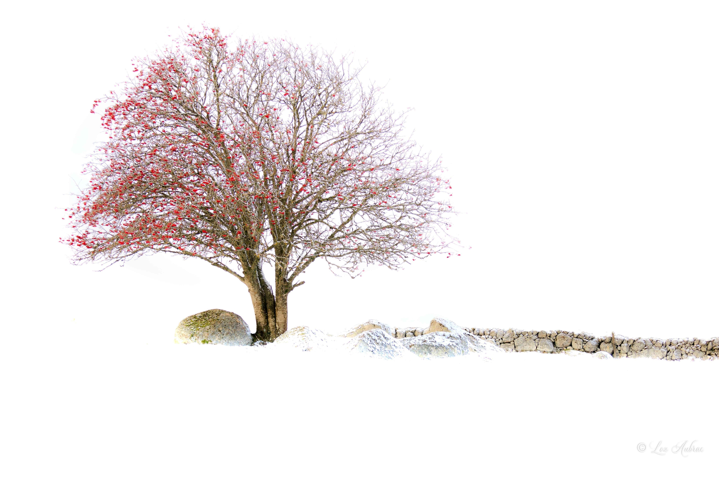Photo Sorbier Rubis dAubrac – arbre sur l’Aubrac - Retour dAubrac