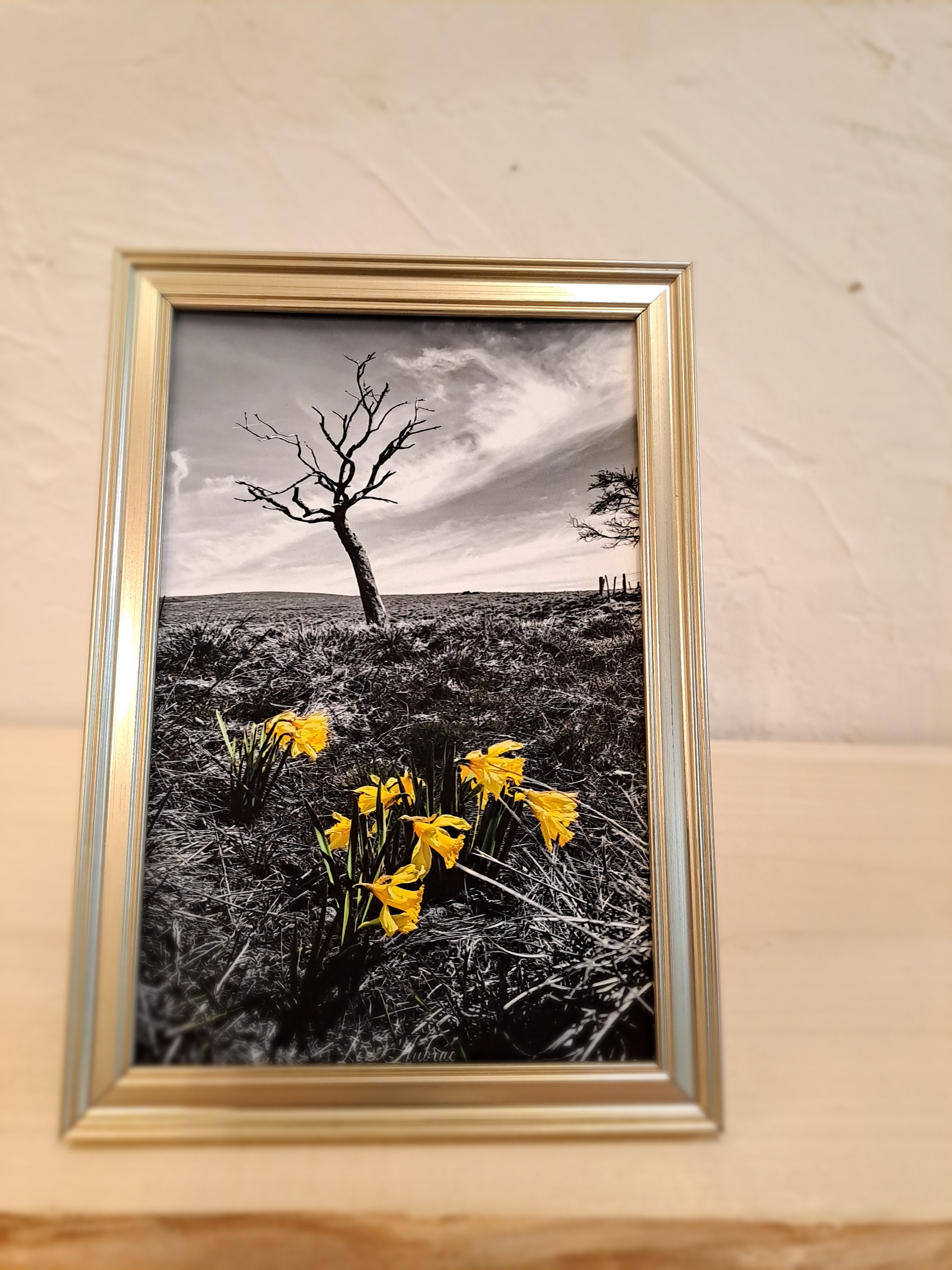 photo jonquilles aubrac-cadre doré-Retour dAubrac