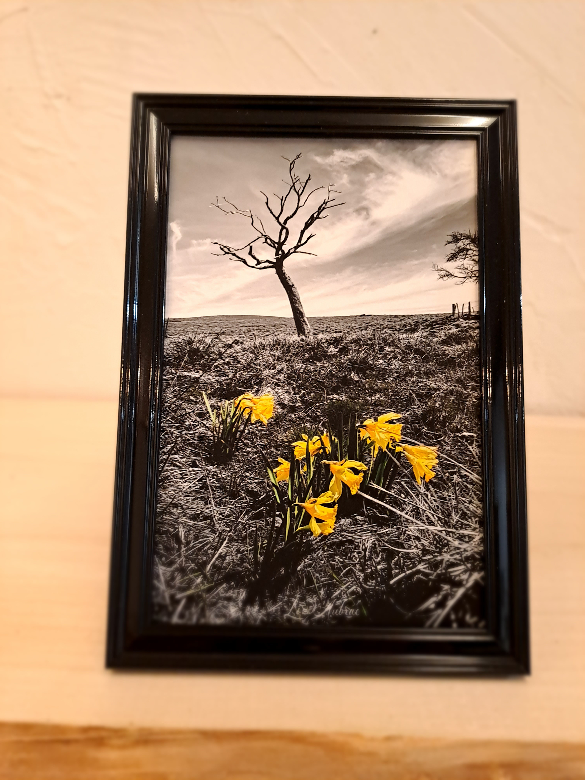 photo jonquilles aubrac-cadre noir-Retour dAubrac