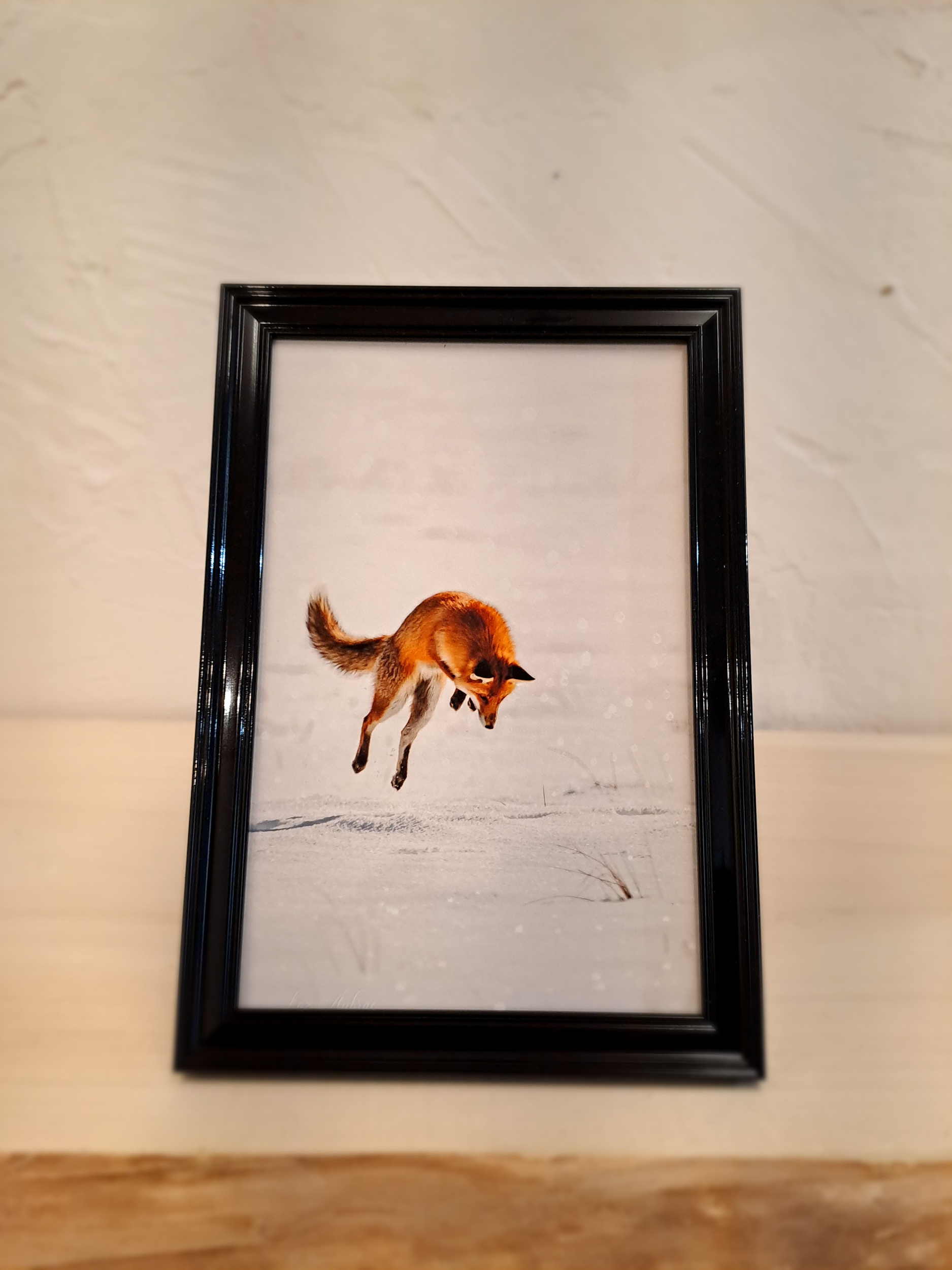 photo renard en chasse aubrac-cadre noir-Retour dAubrac
