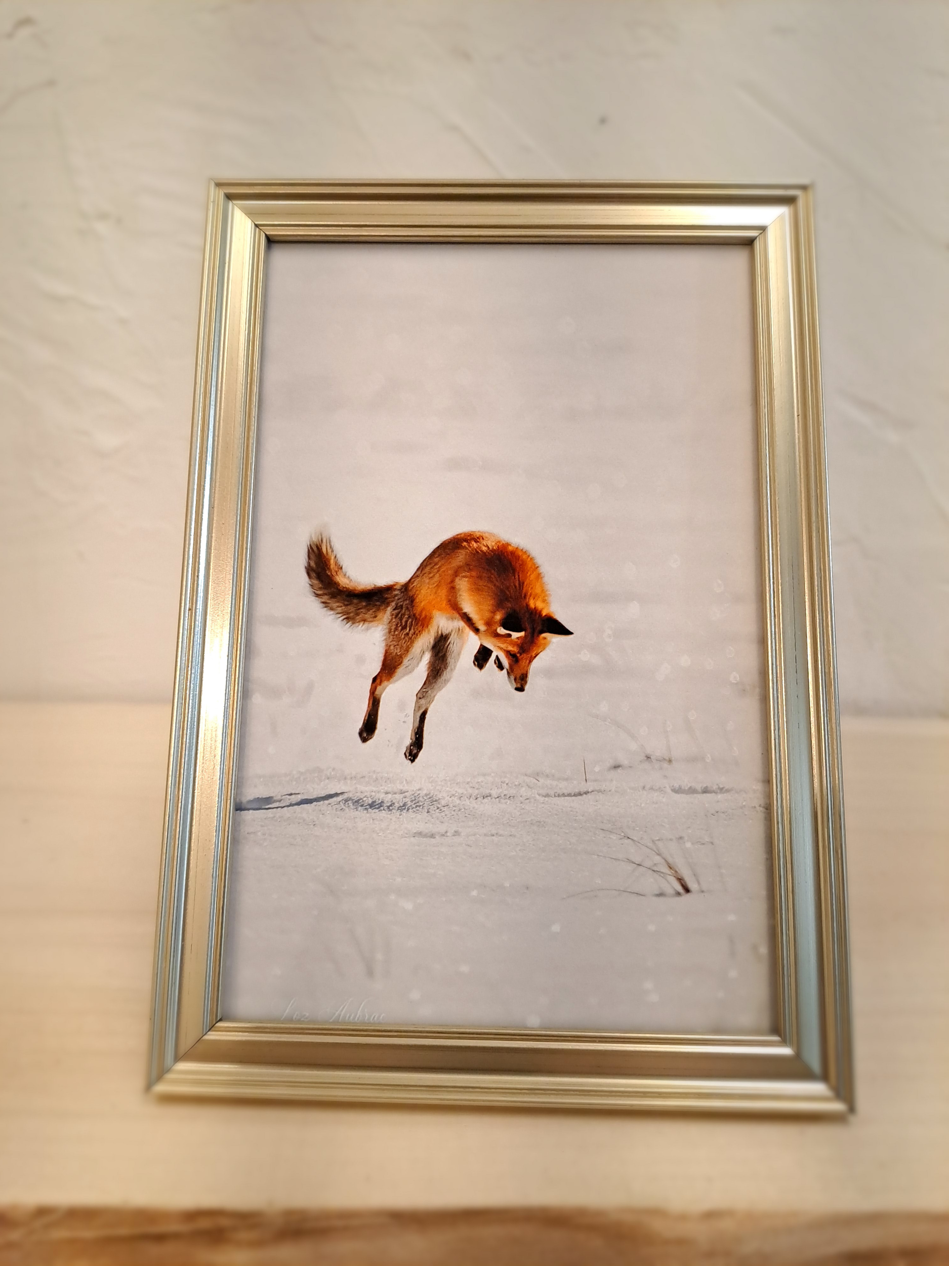 Photographie Originale De Chasse Au Renard - Vers 1920, 12x8 Pouces