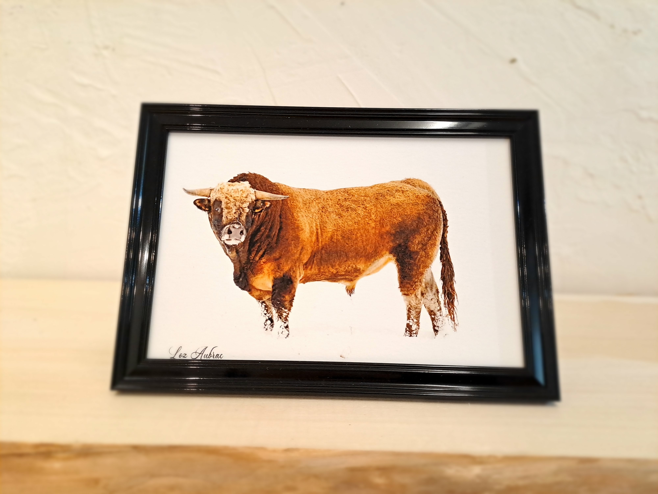photo taureau aubrac-cadre noir-Retour dAubrac