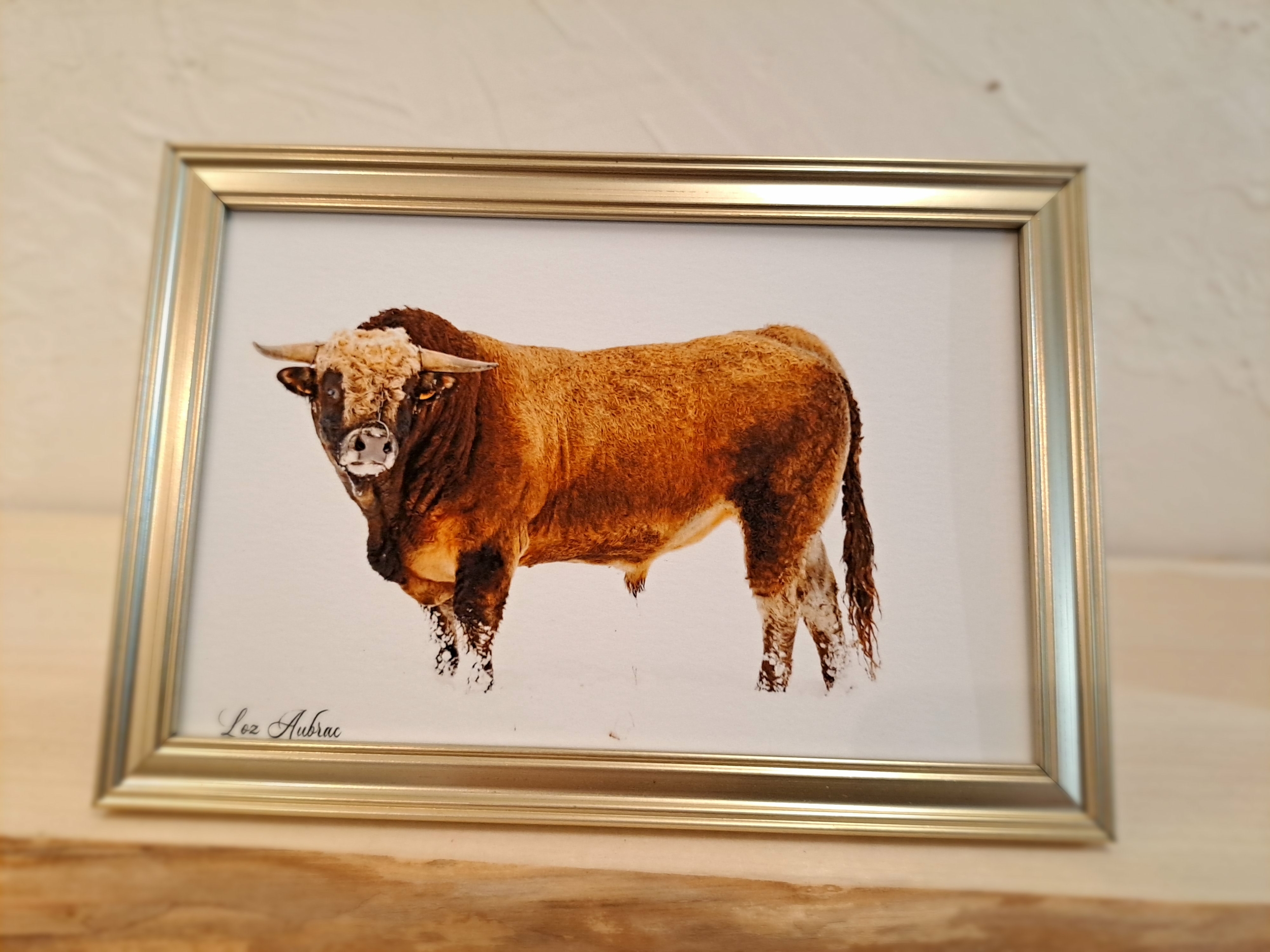 photo taureau aubrac-cadre doré-Retour dAubrac