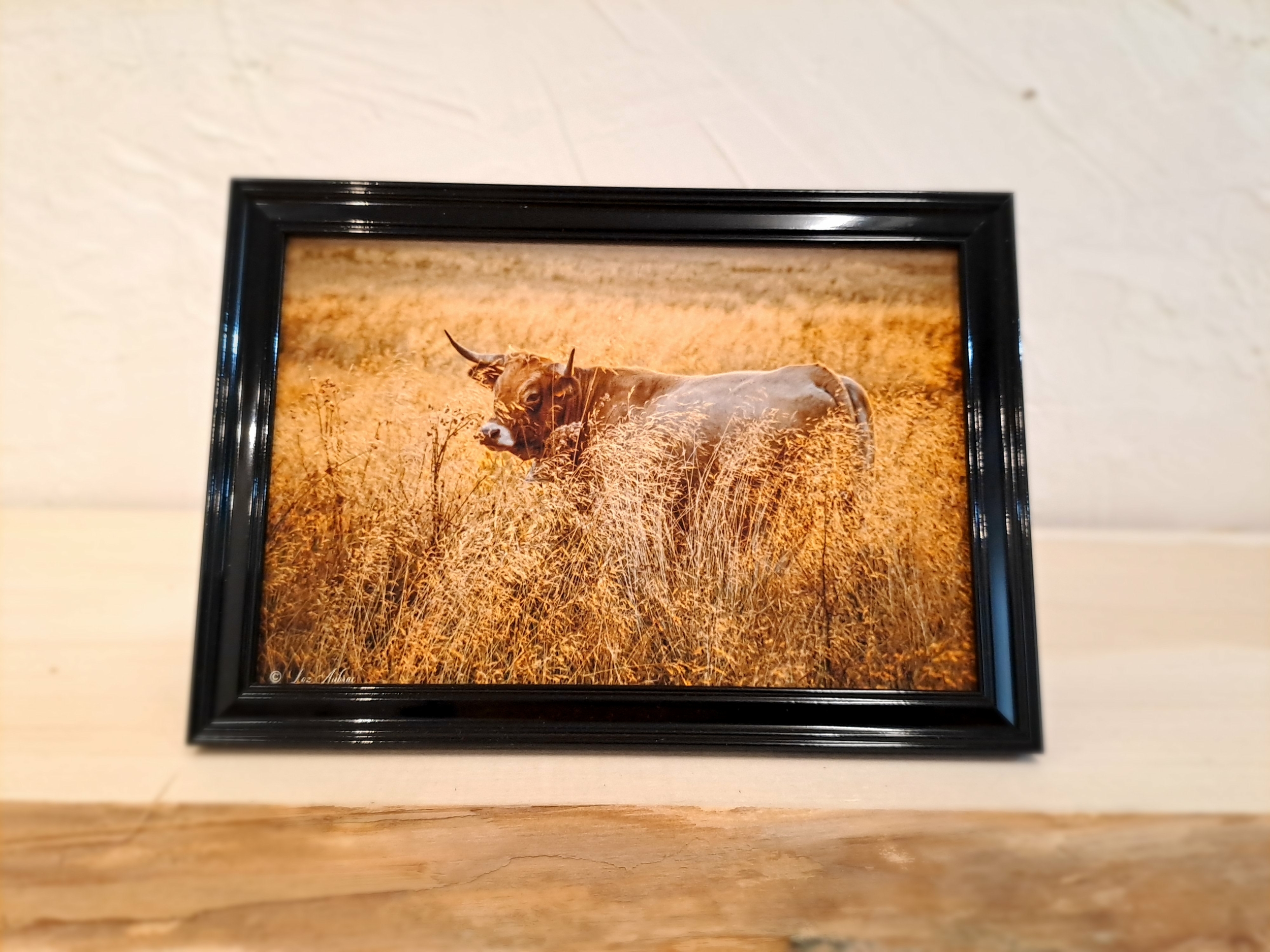 photo vache aubrac-cadre noir-Retour dAubrac