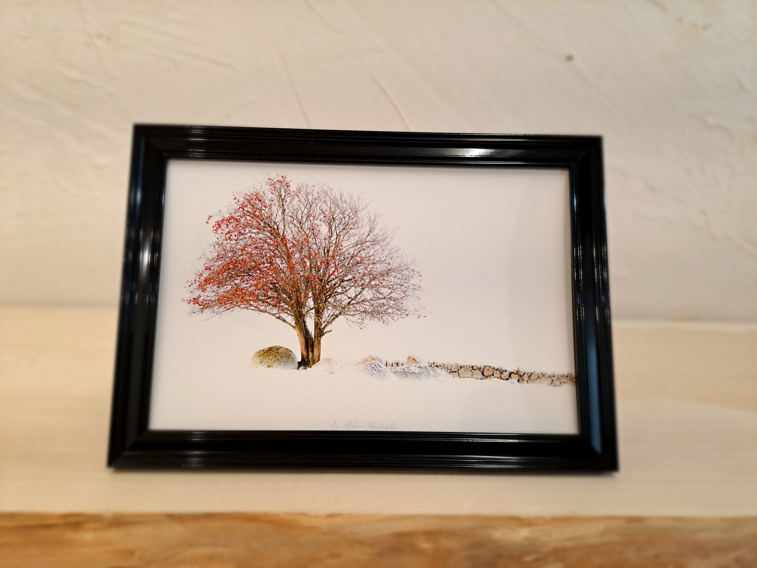 photo sorbier aubrac-cadre noir-Retour dAubrac