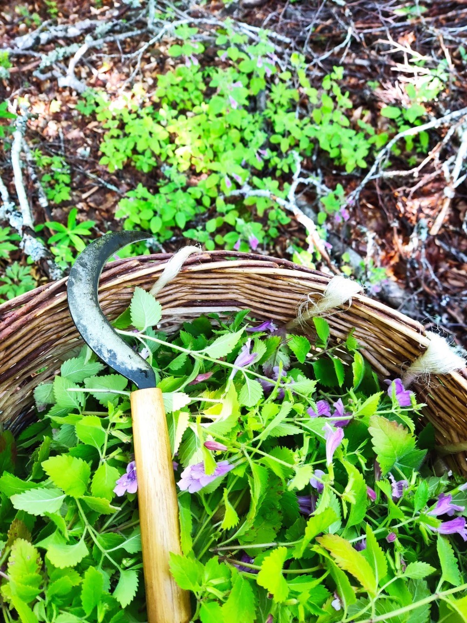 thé dAubrac-Retour dAubrac-Aveyron-calament-