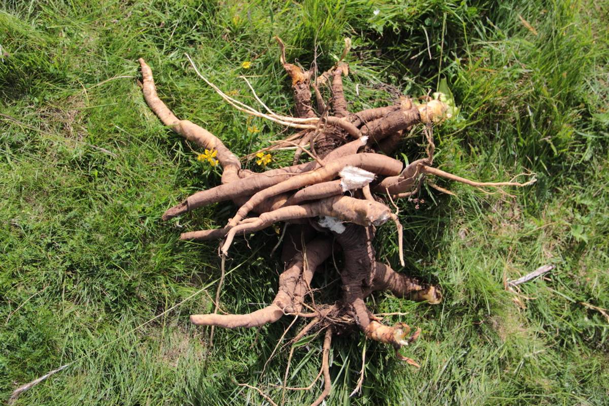 racines de gentiane-gentiane dAubrac-Retour dAubrac