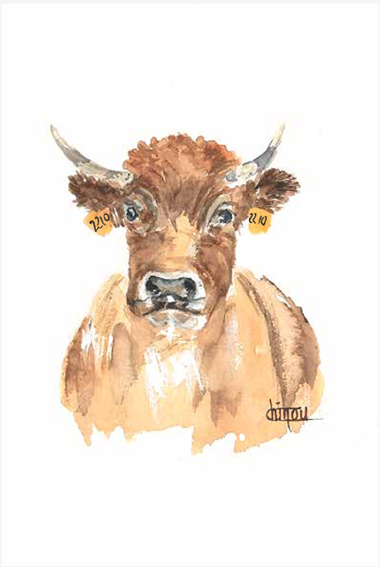 carte postale-aquarelle-vache Aubrac-plateau de lAubrac-Retour dAubrac-Aveyron-cadeaux français